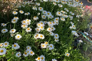 19155 Scenic Dr, Redwood Valley, CA 95470 - Photo 60