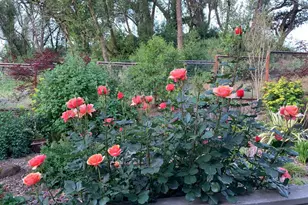 3540 Sleepy Hollow Dr, Santa Rosa, CA 95404 - Photo 34