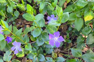 730 Lewis Rd, Santa Rosa, CA 95404 - Photo 92