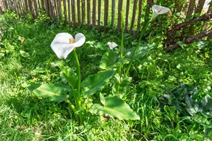 44120 Biaggi Rd, Manchester, CA 95459 - Photo 42