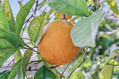 659 Las Colindas Road, San Rafael, CA 94903 - Photo 42