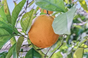 659 Las Colindas Rd, San Rafael, CA 94903 - Photo 42