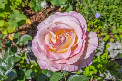 659 Las Colindas Road, San Rafael, CA 94903 - Photo 38