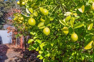 130 11th St, Santa Rosa, CA 95401 - Photo 42