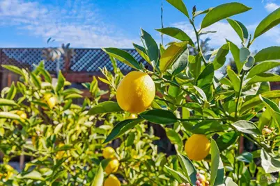 573 Misty Court, Santa Rosa, CA 95403 - Photo 44