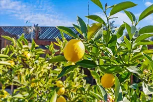 573 Misty Ct, Santa Rosa, CA 95403 - Photo 44