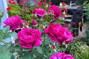 4604 Parktrail Ct, Santa Rosa, CA 95405 - Photo 70