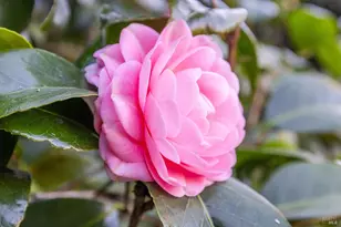 75 Kensington Rd, San Anselmo, CA 94960 - Photo 58