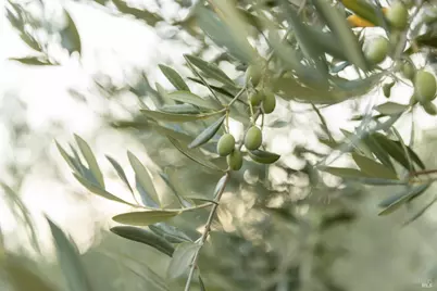 601 Rossi Road, Saint Helena, CA 94574 - Photo 48