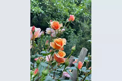 1417 Deer Lane, Sebastopol, CA 95472 - Photo 46