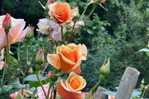 1417 Deer Ln, Sebastopol, CA 95472 - Photo 46