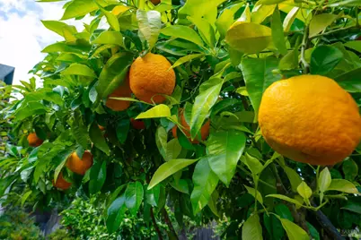 1330 Pine Street, Saint Helena, CA 94574 - Photo 44