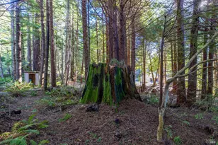 44720 Jack Peters Creek Rd, Mendocino, CA 95460 - Photo 6