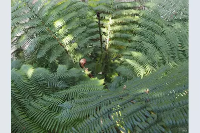 626 Gold Ridge Road, Sebastopol, CA 95472 - Photo 34