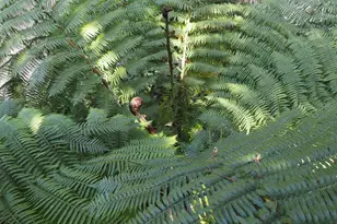 626 Gold Ridge Rd, Sebastopol, CA 95472 - Photo 34