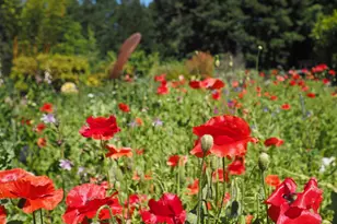 626 Gold Ridge Rd, Sebastopol, CA 95472 - Photo 30