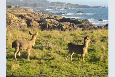 36939 Green Cove Drive, The Sea Ranch, CA 95497 - Photo 54