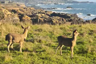 36939 Green Cove Dr, The Sea Ranch, CA 95497 - Photo 54