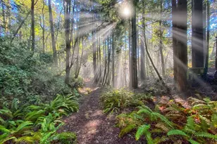 36939 Green Cove Dr, The Sea Ranch, CA 95497 - Photo 72