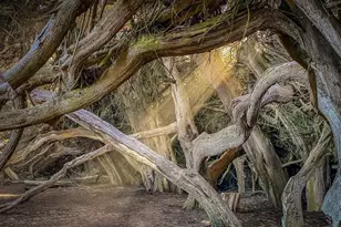 36939 Green Cove Dr, The Sea Ranch, CA 95497 - Photo 70