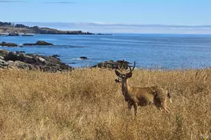 36939 Green Cove Dr, The Sea Ranch, CA 95497 - Photo 42