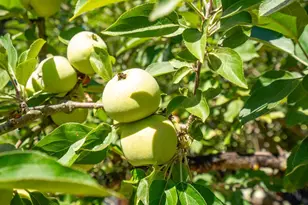 1550 Laguna Rd, Santa Rosa, CA 95401 - Photo 16