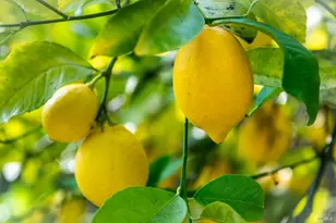 138 Miramar Ave, San Rafael, CA 94901 - Photo 36