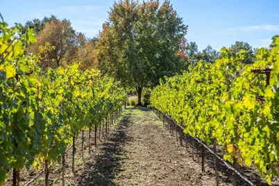 3033 Myrtledale Road, Calistoga, CA 94515 - Photo 64