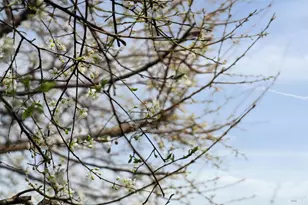 247 Chapman Dr, Corte Madera, CA 94925 - Photo 32