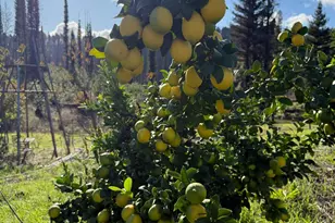 9451 Mill Creek Rd, Healdsburg, CA 95448 - Photo 58