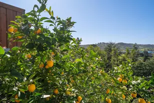 9 Edgehill Way, San Rafael, CA 94903 - Photo 66