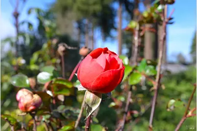 5563 McFarlane Road, Sebastopol, CA 95472 - Photo 44