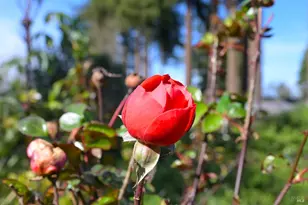 5563 McFarlane Rd, Sebastopol, CA 95472 - Photo 44