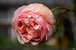 5563 McFarlane Rd, Sebastopol, CA 95472 - Photo 54