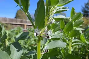 5563 McFarlane Rd, Sebastopol, CA 95472 - Photo 42