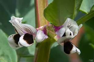 5563 McFarlane Rd, Sebastopol, CA 95472 - Photo 58