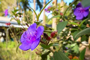 5563 McFarlane Rd, Sebastopol, CA 95472 - Photo 60