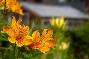 5563 McFarlane Rd, Sebastopol, CA 95472 - Photo 56