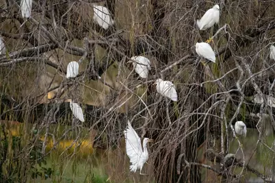 9231 Lakewood Drive, Windsor, CA 95492 - Photo 42