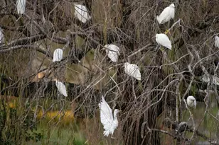 9231 Lakewood Dr, Windsor, CA 95492 - Photo 42