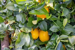 41 Salinas Ave, San Anselmo, CA 94960 - Photo 38