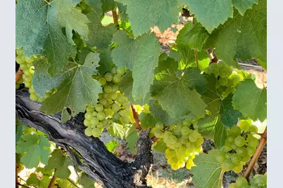 4605 Gravenstein Highway, Sebastopol, CA 95472 - Photo 42