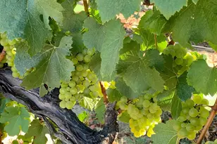 4605 Gravenstein Hwy, Sebastopol, CA 95472 - Photo 42