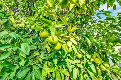 689 W C Street, Dixon, CA 95620 - Photo 70