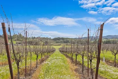 910 Lytton Springs Road, Healdsburg, CA 95448 - Photo 48