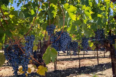 875 White Cottage Road, Angwin, CA 94508 - Photo 30