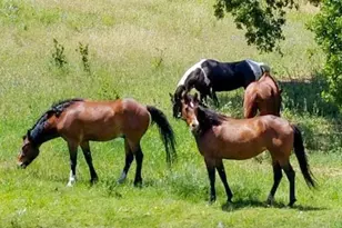 5510 Parducci Rd, Ukiah, CA 95482 - Photo 68