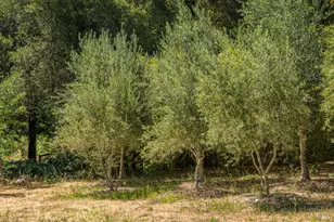 14856 Chalk Hill Rd, Healdsburg, CA 95448 - Photo 56