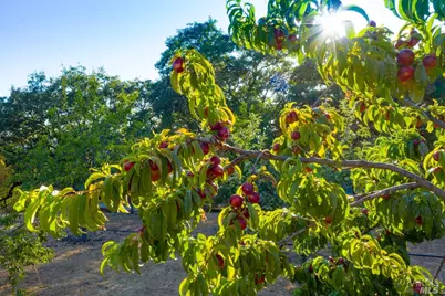 24000 Fig Tree Lane, Yorkville, CA 95494 - Photo 50