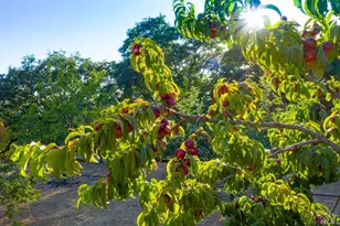 24000 Fig Tree Ln, Yorkville, CA 95494 - Photo 50